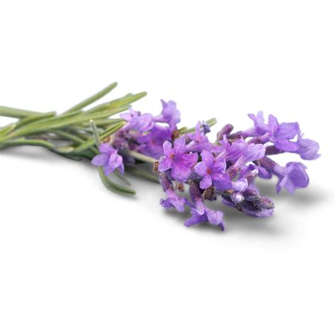 Buy Lavender Essential Oil in Bulk at Wholesale Price in India – Hiya India