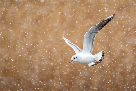 Download wallpaper 4691x3127 seagull, bird, flight, snow hd background