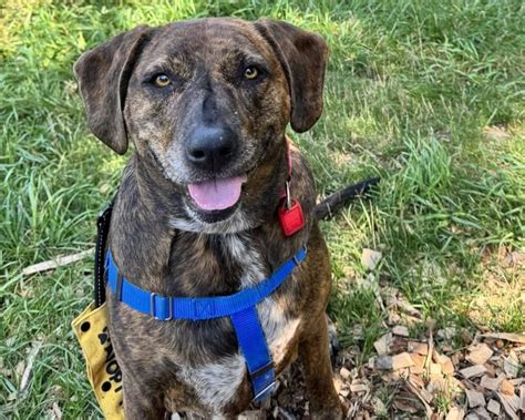‘Waggin’ Wednesdays’ continues in March as Cleveland APL looks to find ...