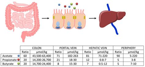 The Potential Role of Probiotics, Especially Butyrate Producers, in the ...