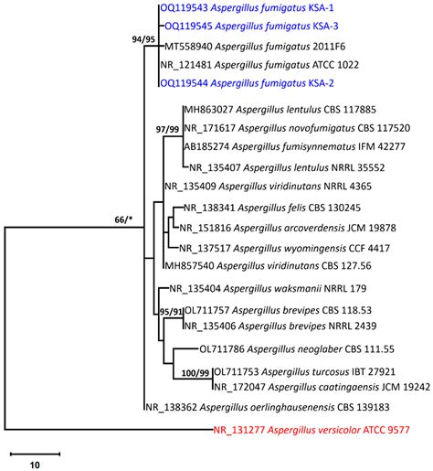 Purification and Characterization of Xylanase Produced by Aspergillus ...