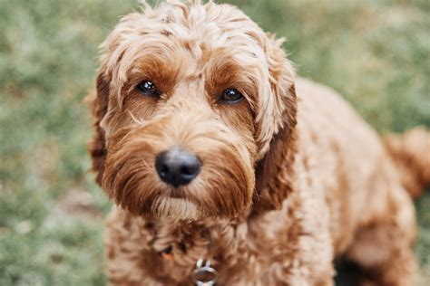 Image result for Cockapoo Breed