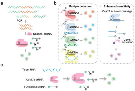 Advances in Genotyping Detection of Fragmented Nucleic Acids