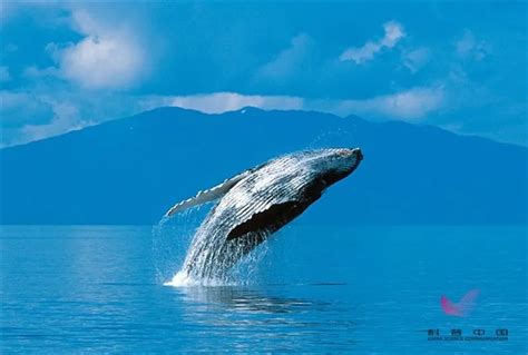 科学家在南海首次发现鲸落，鲸落是什么？具有怎样的价值？