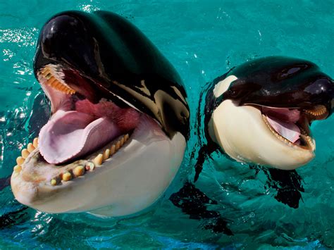 SeaWorld Agrees To End Captive Killer Whale Breeding - capradio.org