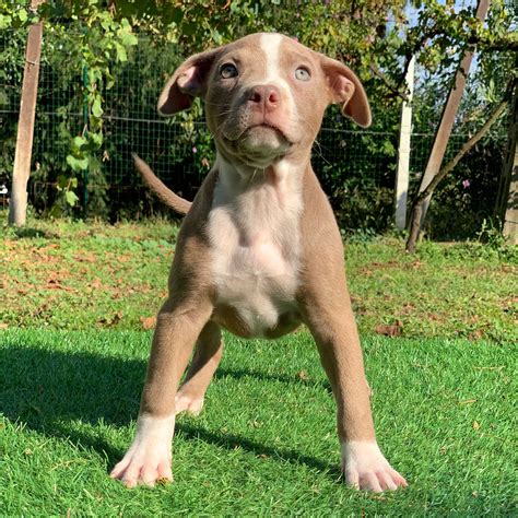 Collection 102+ Pictures Red Nose Pitbull Staffordshire Terrier Mix ...