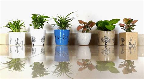 The Benefits of Indoor Plants – RollingNature