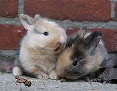 Image result for Baby Bunnies in My Yard