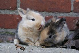 Image result for Baby Bunnies Outside