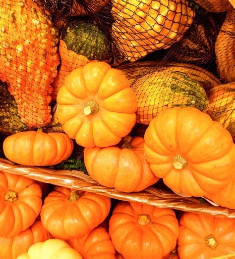 Small Pumpkins Vegetables Fruits - Free photo on Pixabay - Pixabay