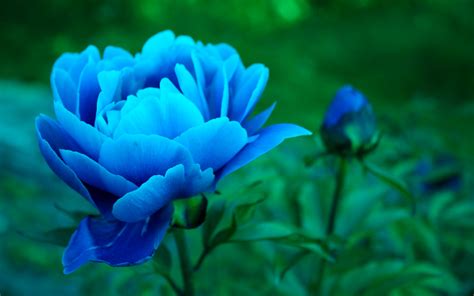 Blue Peony Bliss: Stunning Close-Up HD Nature Wallpaper