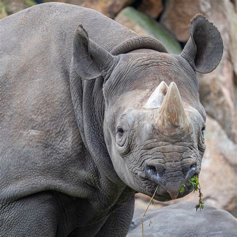 Charging Rhino Prey