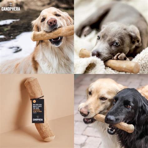 【CANOPHERA】キャノフィラ デンタルチュースティック 【XLサイズ】 | ペトポ（ペトドラオンライン）