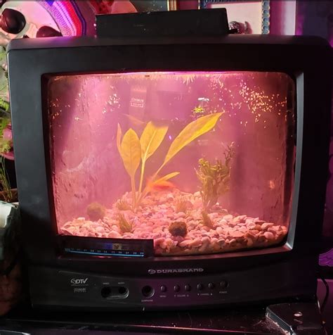 Bildergebnis für fire tv aquarium