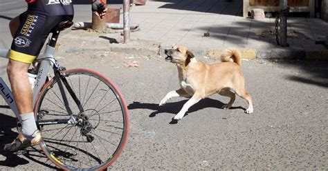 This UP District Is Planning To Skip Voting Because Dogs Still Hunt ...