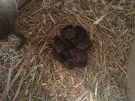 Degu Babys ab dem 29 03 zu verkaufen in Dudenhofen | Tiere | Kleinanzeigen