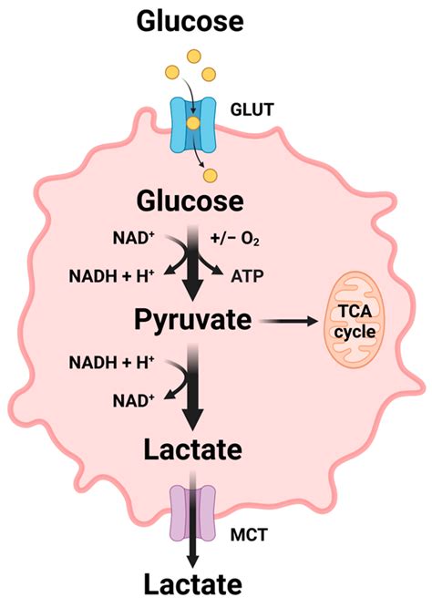 Involvement of Non-Coding RNAs in the Glucose Metabolic Reprogramming ...