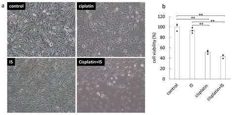 Suppressed Hepatic Production of Indoxyl Sulfate Attenuates Cisplatin ...