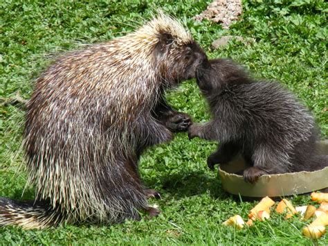 Animals at the NYC Bronx Zoo - Hellotickets