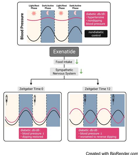 Exenatide administration time determines the effects on blood pressure dipping in db/db mice via ...