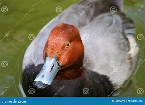 Redhead Duck Male Duck Swimming Ducks Stock Photo - Image of colorful ...
