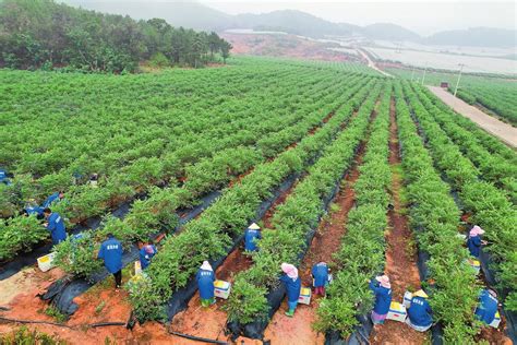 曲靖马龙：首次开展油菜机械化播种生产作业_云南省农业农村厅