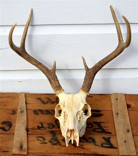 Deer Antler Skull Covers at Ryan Mcgovern blog