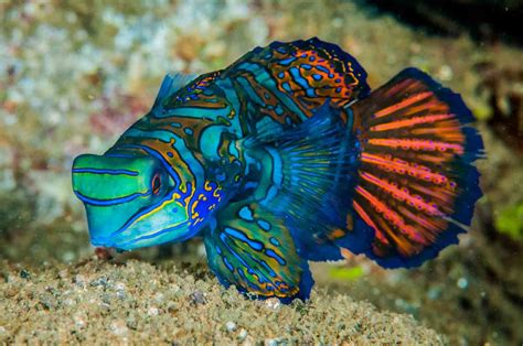 Image result for Fish Networking Visual Scripting