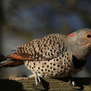 Lake Swano and Cosmopolis Field Trip, Swanson's Foods (Aberdeen, WA ...