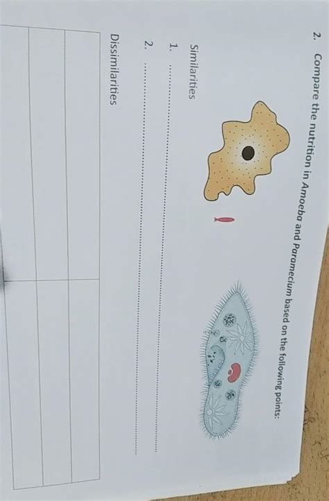 Compare the nutrition in Amoeba and Paramecium based on the following ...