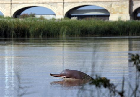 Habitat Of Indus River Dolphin