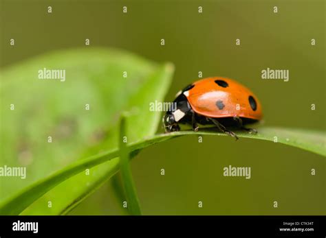 Image result for Ladybug Insect Flying