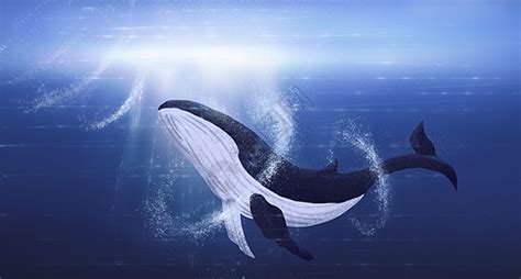 孤独鲸鱼图片-孤独鲸鱼素材图片大全-摄图网