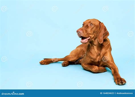 Cute Hungarian Vizsla Dog Studio Portrait. Gorgeous Dog Lying Down and ...