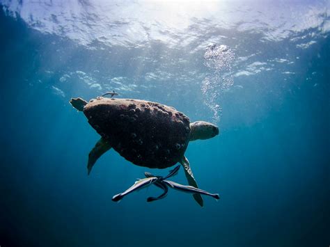 Loggerhead Turtle 的图像结果