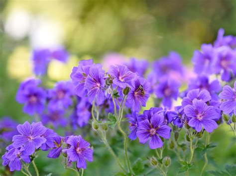 Perennial geranium - tips on how to care for it, prune and plant it