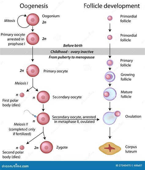 Illustration Of Oogenesis
