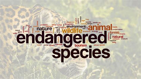 Amazon Tropical Rainforest Endangered Animals The Endangered Species