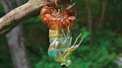 Arthropod Molting