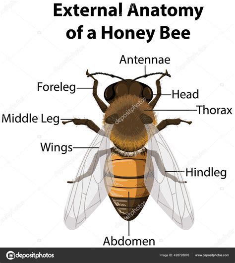 Types Of Bee In A Hive at Sue Sanchez blog