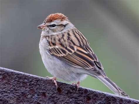 Song Sparrow Female