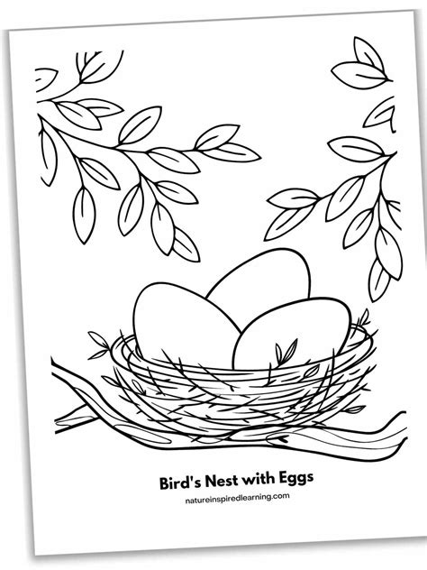 Coloring Pages Of Birds Nests