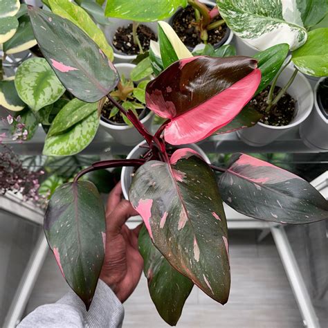 Philodendron Pink Princess Variegated LIve Plant – veliyathgardens