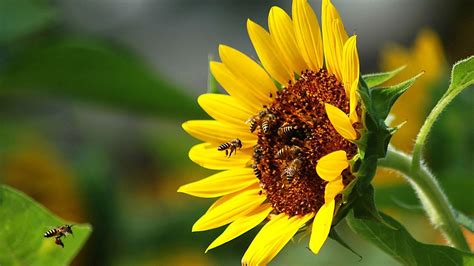 Bees and Flowers Wallpapers - Top Free Bees and Flowers Backgrounds ...