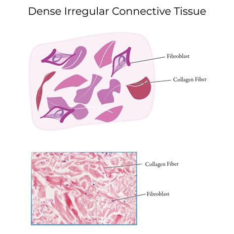 Histology Glossary: Connective Tissue Proper | ditki medical ...