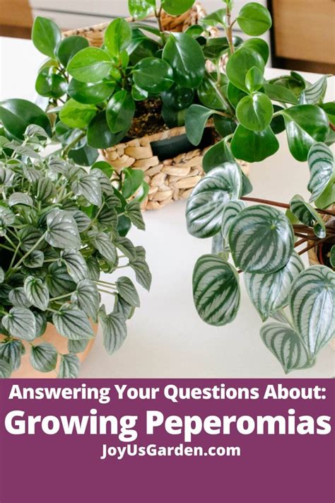 Peperomia Plant Care: Answers To Your Questions