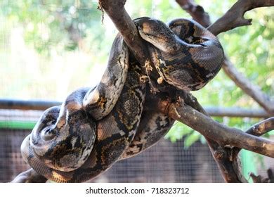 Image result for Scikit Python Zoo Animals Dataset