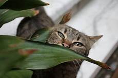 katzen von pflanzen fernhalten katzen pflanzen fernhalten so sch 252 tzen sie ihre katzen von pflanzen fernhalten katzen pflanzen fernhalten so sch 252 tzen sie ihre