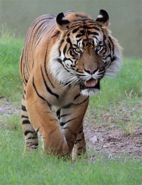 Wild Animal Artinya Bahasa Indonesianya
