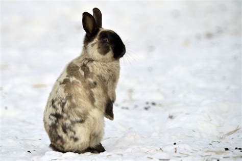 Rabbit Winter Care - FOUR PAWS International - Animal Welfare Organisation